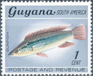 Sunfish or Pike Cichlid (Crenicichla alta)