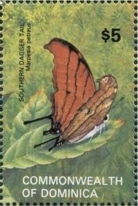 Ruddy Daggerwing (Marpesia petreus)