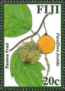 Passion Fruit (Passiflora foetida)