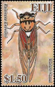 Nanai (Raiateana knowlesi) - Mature