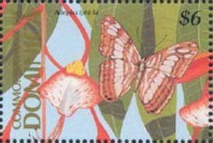 Iphicius Sister (Adelpha iphiclus)