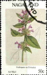 Galeopsis en tetrahit