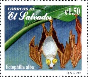 Honduran White Bat (Ectophylla alba)