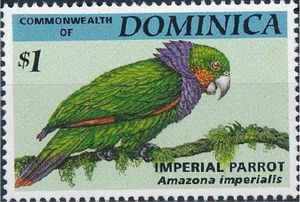 Imperial Parrot (Amazona imperialis)