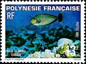 Zebra Unicornfish (Naso vlamingi)