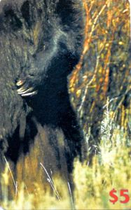 Grizzly - Puzzle 4/4