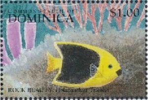 Rock beauty (Holacanthus tricolor)