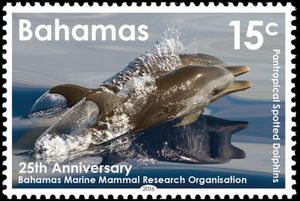 Pantropical Spotted Dolphin (Stenella attenuata)