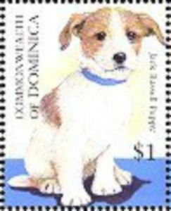 Jack Russell Terrier (Canis lupus familiaris)