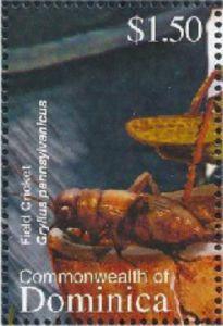 Fall Field Cricket (Gryllus pennsylvanicus)