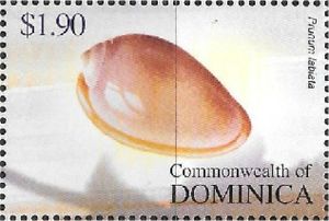 Royal Marginella (Prunum labiata)