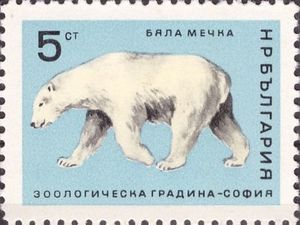 Polar Bear (Ursus maritimus)