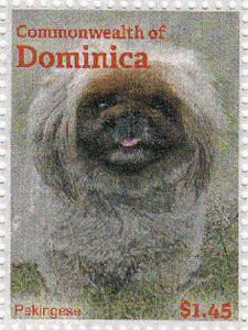 Pekingese Dog (Canis lupus familiaris)