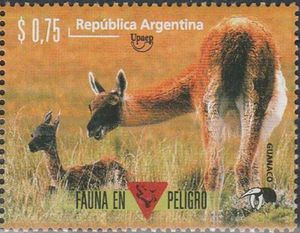 Guanaco (Lama guanicoe)