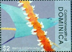 Wire Coral (Cirrhipathes leutkeni), Ray