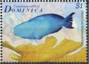 Elkhorn Coral (Acropora palmata)