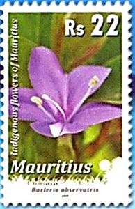 Barleria observatrix