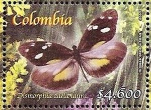 Dismorphia zaela laura