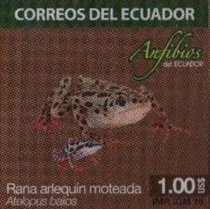 Rio Pescado Stubfoot Toad (Atelopus balios)