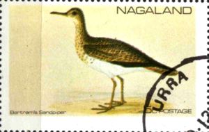 Bartram's Sandpiper (Bartramia longicauda)