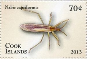 Pale Damsel Bug (Nabis capsiformis)