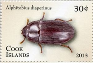 Litter Beetle (Alphitobius diaperinus)