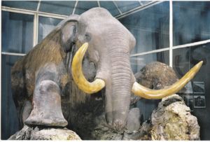 Berezovsky mammoth