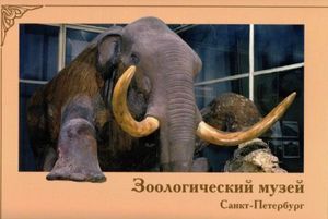 Berezovsky mammoth