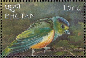 Chestnut-breasted Chlorophonia (Chlorophonia pyrrhophrys)