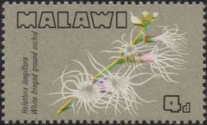 White Fringed Ground Orchid (Holothrix longiflora)