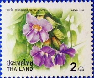 Thunbergia laurifolia