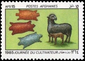 Karakul Sheep (Ovis aries) and sheepskins