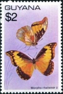 Blue morpho (Morpho rhetenor), Female