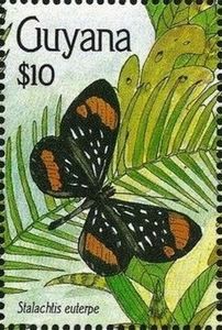 Butterfly (Stalachtis euterpe)