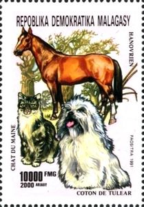 Horse, Cat and Dog