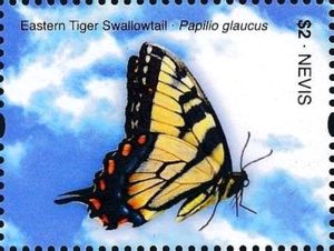 Eastern Tiger Swallowtail (Papilio glaucus)