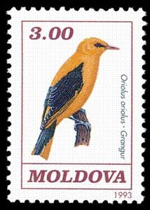 Golden Oriole (Oriolus oriolus)