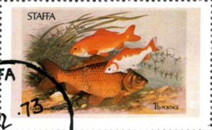 Golden and Bronze Carp