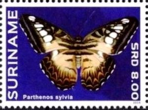 Clipper (Parthenos sylvia)