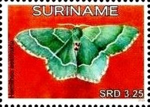 Common Emerald (Hemithea aestivaria)