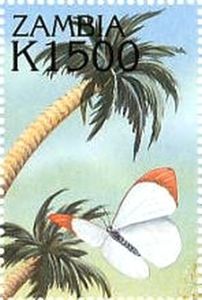 Butterfly and palm trees
