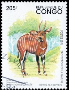 Bongo (Taurotragus eurycerus)
