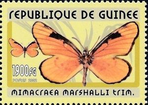 Stamp: Marshall's Acraea Mimic (Mimacraea marshalli) (Guinea) (Butterflies  (2001:3)) Mi:GN 3446,Yt:GN 2094