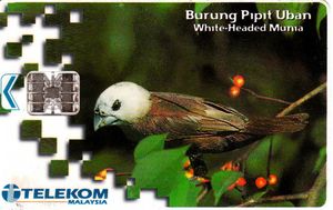 Phonecard Burung Pipit Uban Telekom Malaysia Malaysia Birds