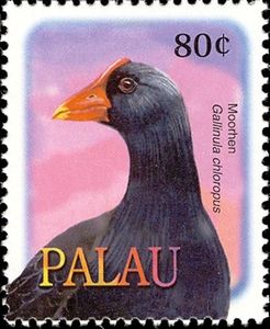 Eurasian Moorhen (Gallinula chloropus)