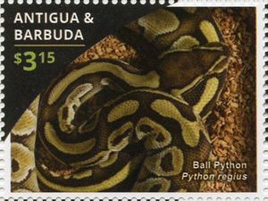 Ball Python (Python regius)