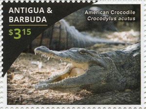 American Crocodile (Crocodylus acutus)
