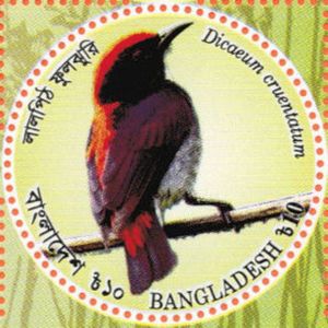 Scarlet-backed Flowerpecker (Dicaeum cruentatum)