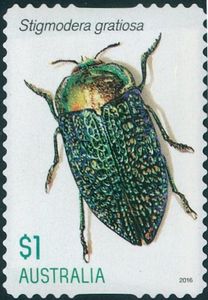 標本 Australia Stigmodera groriosa 18mm Jewel Beetle - Stigmodera gratiosa - Lochman TransparenciesLochman