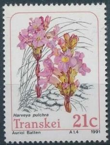 Parasitic plants: Harveya pulchra